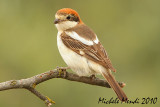 Woodchat Shrike