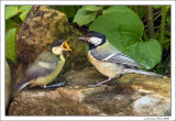 Feeding Outside the Nest