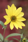 Im a yellow flower
