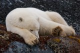 Polar bear - Ursus maritimus