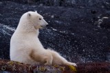 Polar bear - Ursus maritimus