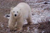 Polar bear - Ursus maritimus