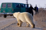 Polar Bear - Ursus maritimus