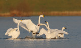 kleien zwaan 14-12-2007.jpg