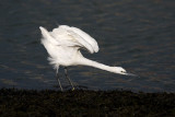 kleine zilverreiger zeebrugge 22-9-2006 2.jpg