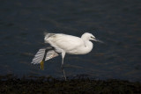 kleine zilverreiger zeebrugge 22-9-2006 3.jpg