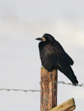 roek kampereiland 18-12-2009 3.jpg
