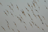 kanoet tees 4-12-2009 2.jpg