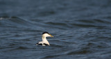 eider ketelmeer 21-10-2009.jpg