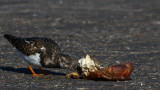 steenloper 20-10-2009 lauwersoog.jpg