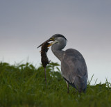blauwe reiger 18-10-2009 n50.jpg