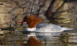 grote zaagbek 1-1-2010 2.jpg