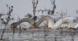wilde zwaan vreugerijkerwaard 6-01-2010.jpg