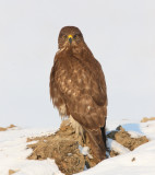 buizerd kampereiland 7-01-2010 2.jpg