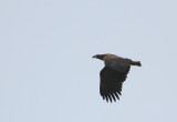 zeearend ketel 28-01-2010.jpg