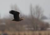 zeearend ketel 31-01-2010 4.jpg