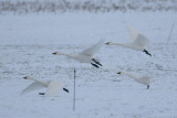 kleine zwaan 1-02-2010 opvliegend.jpg