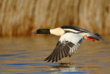 grote zaagbek ijssel 3-02-2010 2.jpg