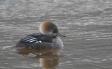 kokarde zaagbek genemuiden 5-02-2010 11.jpg
