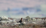 schots sneeuwhoen 26-03-2010 nym 6.jpg