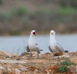 audouinsmeeuw 13-04-2010 ebro 3.jpg