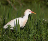 koereiger camarque 11-04-2010.jpg