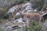 steenbok spanje 14-04-2010 3.jpg