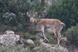 steenbok spanje 14-04-2010 4.jpg