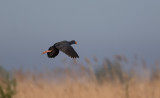 purperkoet ebro 19-04-2010.jpg