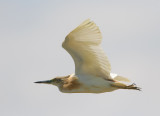 ralreiger 19-04-2010 ebro  2.jpg