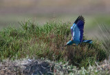 scharrelaar 19-04-2010 ebro 2.jpg