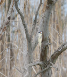 kwak ebro 16-04-2010 2.jpg