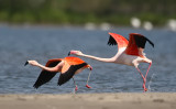 flamingo 23-05-2010 ketel 3.jpg