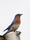 Eastern Bluebird-male