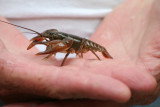 crawdad