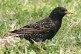 STARLING!!