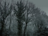 Bleak mid winter Surrey woods.jpg