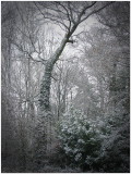 Winter woods.jpg