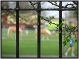 Horses in the park.Dulwich.jpg