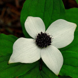 Dwarf (Canadian) Dogwood