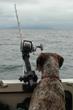 Fishing Dog