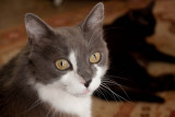 Buenos Aires - Gatos de Rita