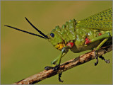 bush locust portrait