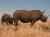 rhino & calf