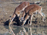 three impala