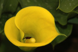 yellow arium