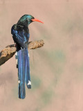 Green Wood-hoopoe