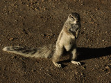squirrel