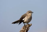 Northern Mockingbird