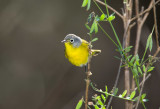 Nashville Warbler